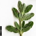 SpeciesSub: subsp. formosum